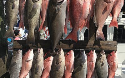 What’s in Season September 2026 Gulf of America