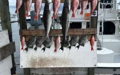 What’s in Season August 2026 Gulf of America