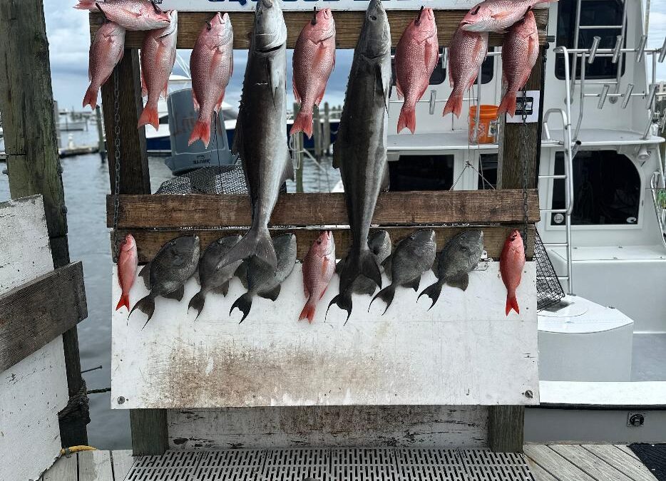 Snappers Cobia And Triggers